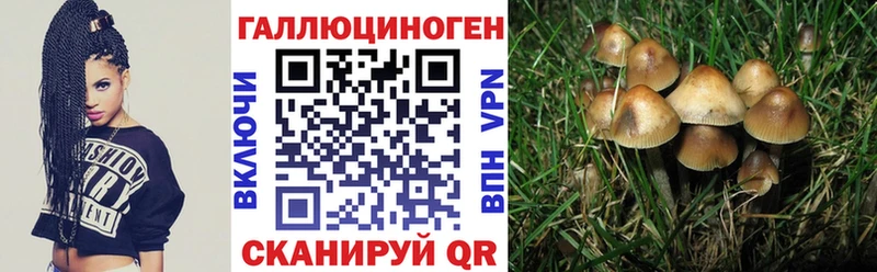 Псилоцибиновые грибы Psilocybe  где найти   Козьмодемьянск 